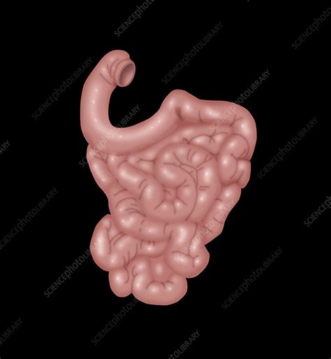 Small Intestines Illustration Stock Image C0276248 Science