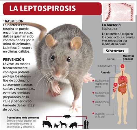 Medicina Interna Y Algo Más ¿que Sabemos Sobre La Leptospirosis