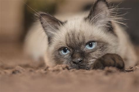 Discover 7 Fascinating Facts About Siamese Cats Feline Blog