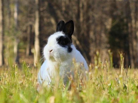 We have him inside in a 3x2 wire rabbit cage, then i have. How to Keep Rabbits Out of Your Garden | HGTV