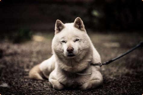 Hokkaido Dog Puppies Price Temperament Characteristics Facts