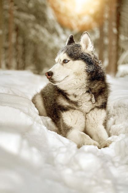 retrato magnífico cão husky siberiano com olhos azuis cão husky na floresta de inverno encontra