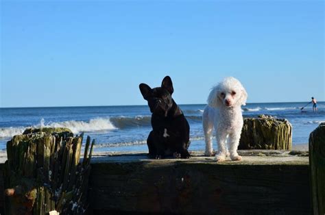 Even though, the american pit bull terrier and the american bulldog once shared a similar name they are two completely different breeds. Can French Bulldogs Swim? - French Bulldogs in Water