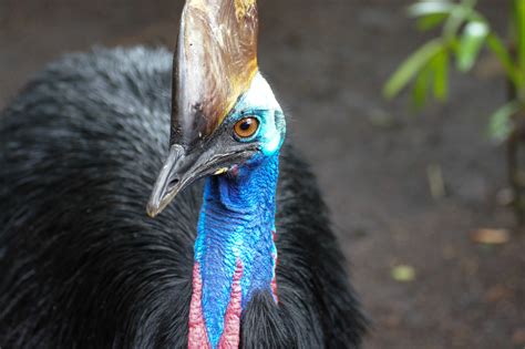 Cassowary Kills Owner Highlighting The Dangers Of Exotic Pets •