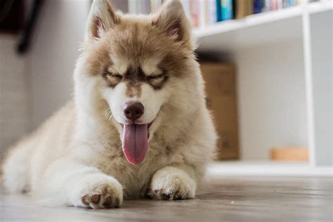 Best 5 Brands to Feed a Large Breed Puppy