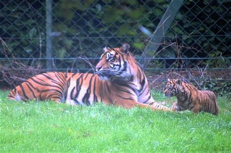 Sumatran Tiger Cubs At Dublin Zoo Stitch And Bear