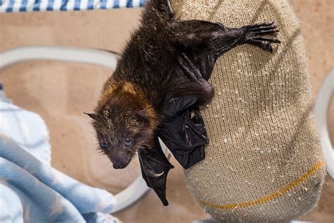 Rodrigues Fruit Bat Pup Being Hand Raised At San Diego Zoo Flickr