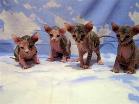 Sphynx Cats For Sale Miami Fl 197711 Petzlover