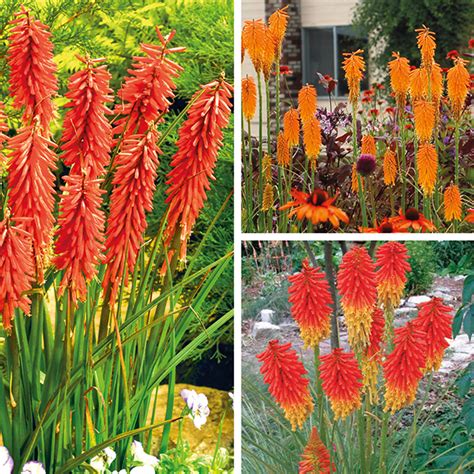 Kniphofia Plant Collection From Mr Fothergills Seeds And