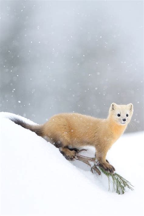 1000 Images About Weasels On Pinterest Ferrets
