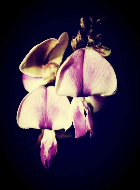 Beautiful Flower Free Stock Photo Public Domain Pictures