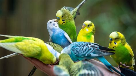 Während der sendung werden die telefonnummern der. Tiere suchen ein Zuhause vom 2. Mai 2021 - Alle Sendungen ...