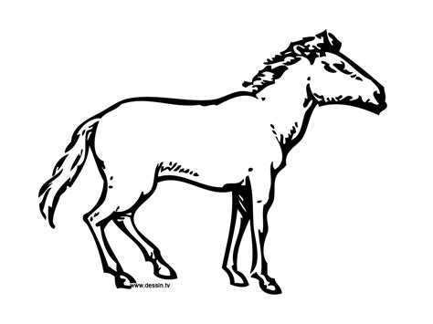 The following is our collection of wild horse coloring page. Coloring wild horse