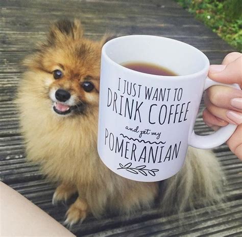 Should Dogs Drink Coffee Sheridan Lantz