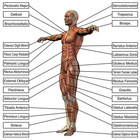 Major Organs Of The Muscular System