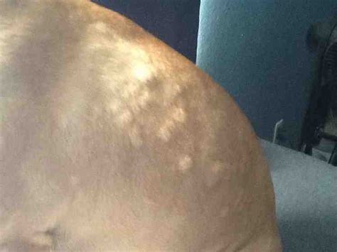 Bumps On Dogs Skin Back Head Chin Face And Nose Treatment Options
