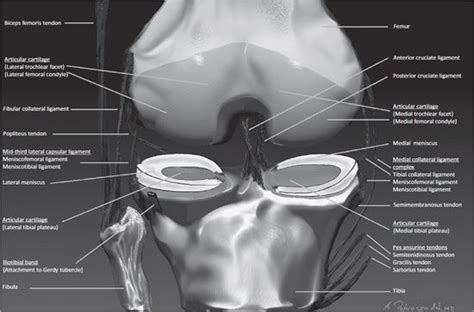 An exercise program can strengthen the muscles surrounding the knee, increasing the knee's stability. Knee MRI | Radiology Key