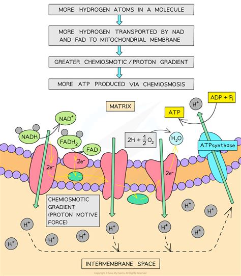 Cie A Level Biology复习笔记1213 Energy Values Of Respiratory Substrates