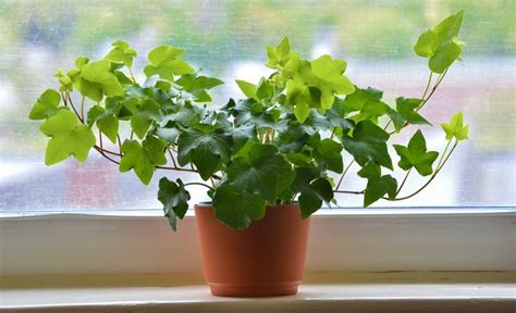 How To Identify Types Of House Ivy Plants Hunker