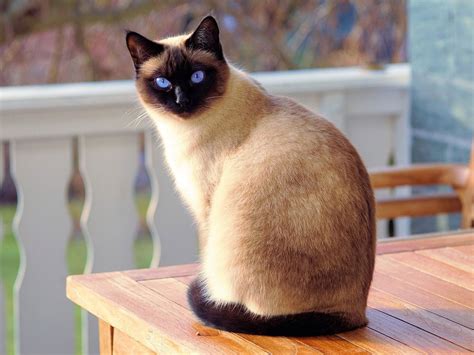 Siamese Cat Breed History Personality And Care Of The Siamese Cats