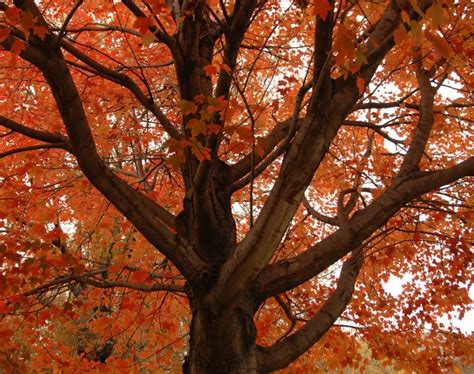 What Are Central Parks Most Colorful Fall Trees