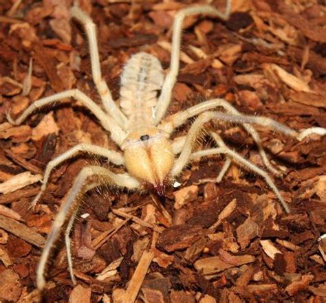 Camel Spiders for sale