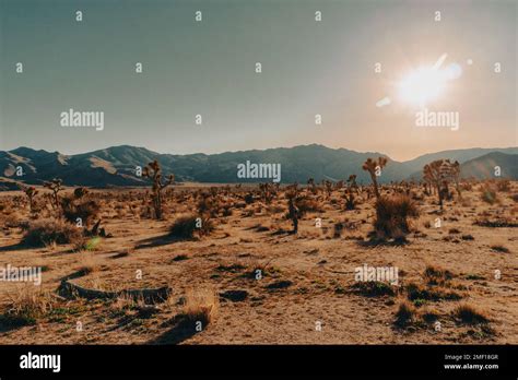 Landscape At The Mojave Desert With Scattered Vegetation And Sun Low On