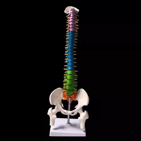 Modelo Anat Mico De Coluna Vertebral Humana Colorido Cm Frete Gr Tis