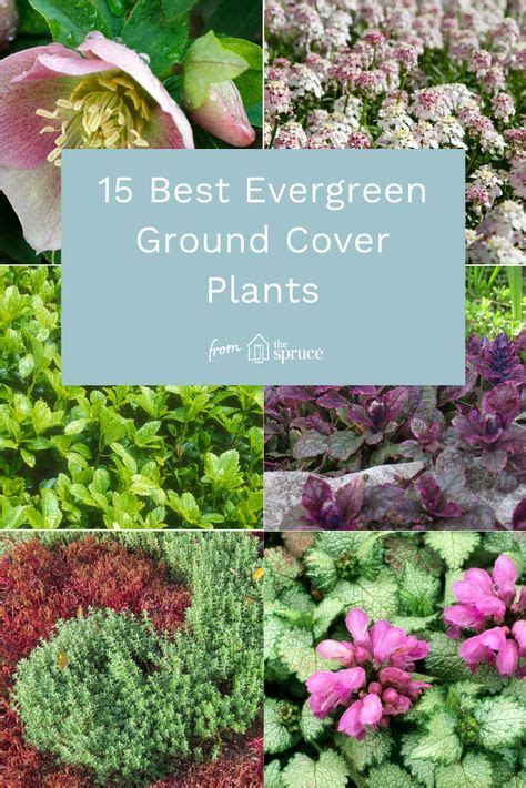Year Round Ground Cover Zone 6 Ground Cover And Shrubs