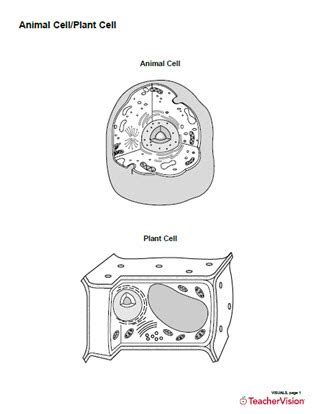 The plant cell is the functional unit of life. Animal Cell/Plant Cell Structure Diagram Printable (Blank ...