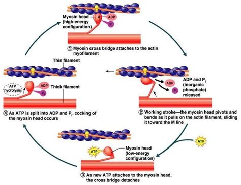 Breakdown Of Atp During Contraction Ekolobby Proekologiczny Lobbing
