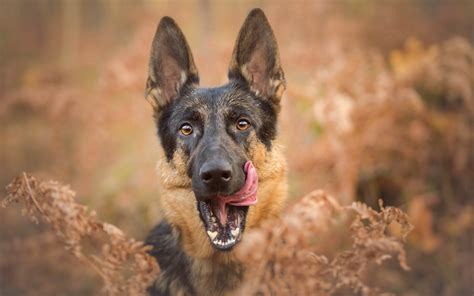 Download Wallpapers German Shepherd Close Up Pets Puppy Dogs Lawn