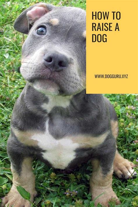 150.00 to 250.00 for an unregistered pit bull puppy is a good price if the bloodline is known and. How to raise a dog? | Dogs, Puppies, Animals