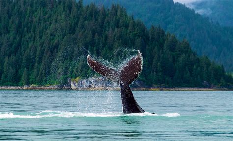 Juneau Whale Watching Cruise Excursion In Alaska