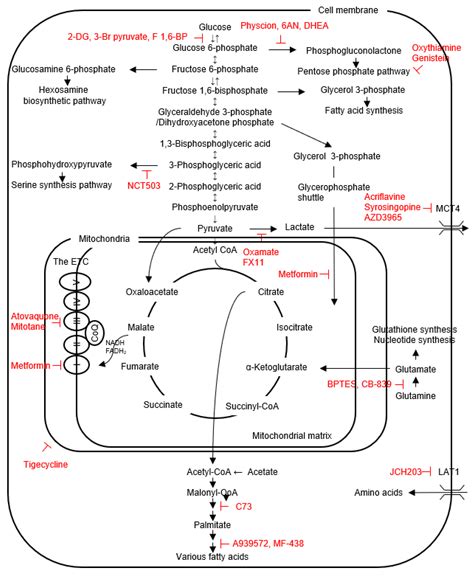 Glucose Metabolism In Thyroid Cancer Encyclopedia Mdpi