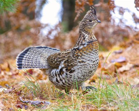 Ruffed Grouse Song Call Voice Sound