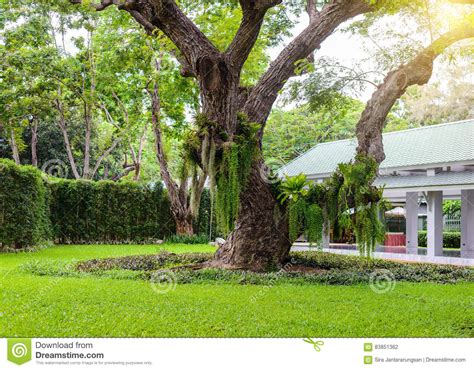 Bäume für den garten als gestaltungselement nutzen. Der Dekorative Garten Hat Große Bäume Stockfoto - Bild von ...