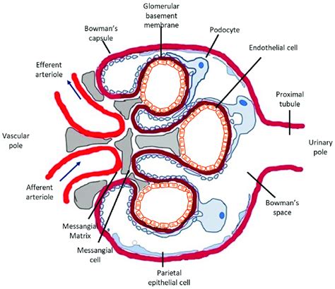 Schematic Representation Of The Glomerulus The Glomerulus Is A Tuft Of My Xxx Hot Girl