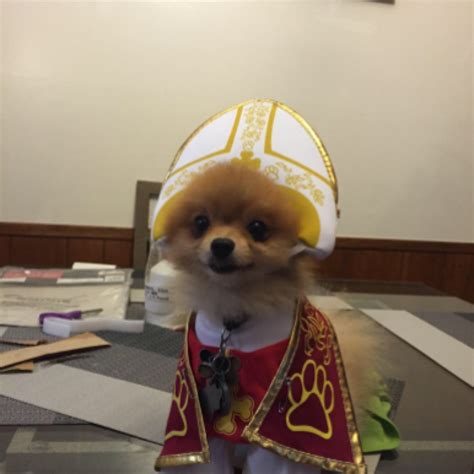 Holy Pomeranian Wants To Bless You With Its Halloween Costume Mashable