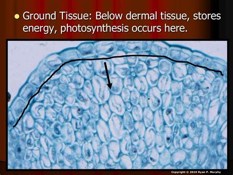 Plant Tissues Woody Plants Xylem Phloem Dendrochronolgy Biology L