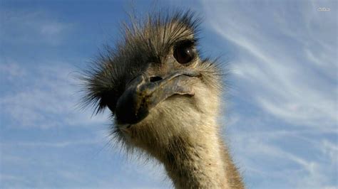 Ostrich Funny Images Ostrich Ostriches Funny Birds Faces Bodegawasuon