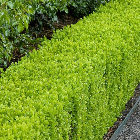 Dwarf english boxwood shrub buxus sempervirens 'suffruticosa' english boxwoods have a bluntly pointed small leaf creating a dense evergreen shrub. Dwarf English Boxwood - FineGardening