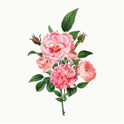 Pink Roses Download Free Vectors Clipart Graphics And Vector Art