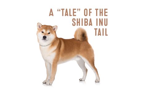The Shiba Inu Tail Its Curling Crown Of Confidence My First Shiba Inu