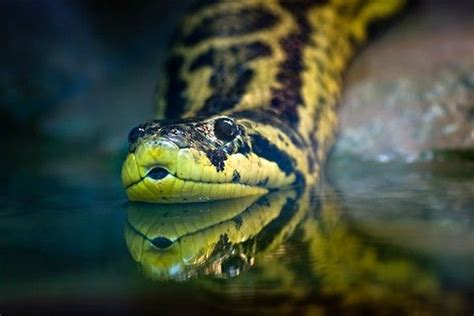 Nutria On The Loose Anaconda Anaconda Gigante Anaconda Verde