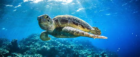 great-barrier-reef-animal - Great Barrier Reef Cruise
