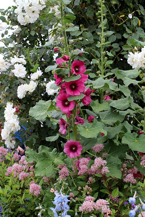 Spread a thick layer of mulch under the plants to prevent last year's. Hollyhock 'Halo Cerise' in the garden | Ornamental plants ...