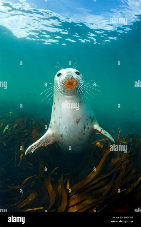 Grey Seal Halichoerus Grypus Portrait Underwater Amongst Kelp Farne