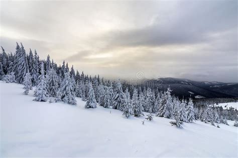 Beautiful Winter Mountain Landscape Tall Dark Green Spruce Trees