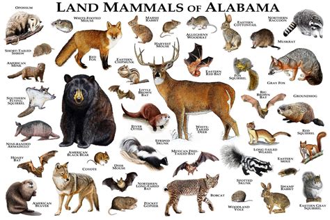 Land Mammals Of Alabama Poster Print Alabama Mammals Field Etsy